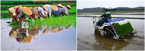  ¿Qué es The Queen of the Rice Paddy y por qué deberías conocer esta historia de Tailandia?